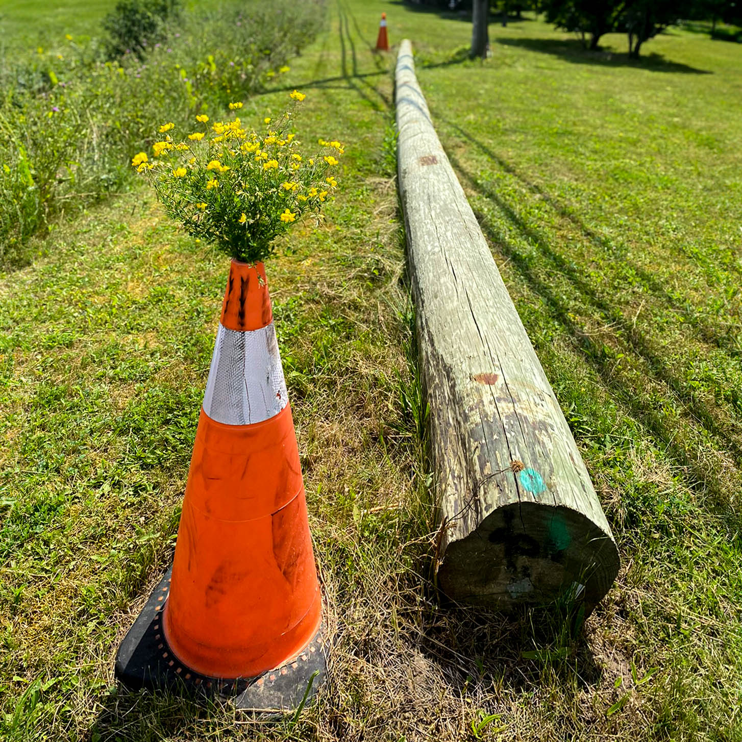 Grassy Cone